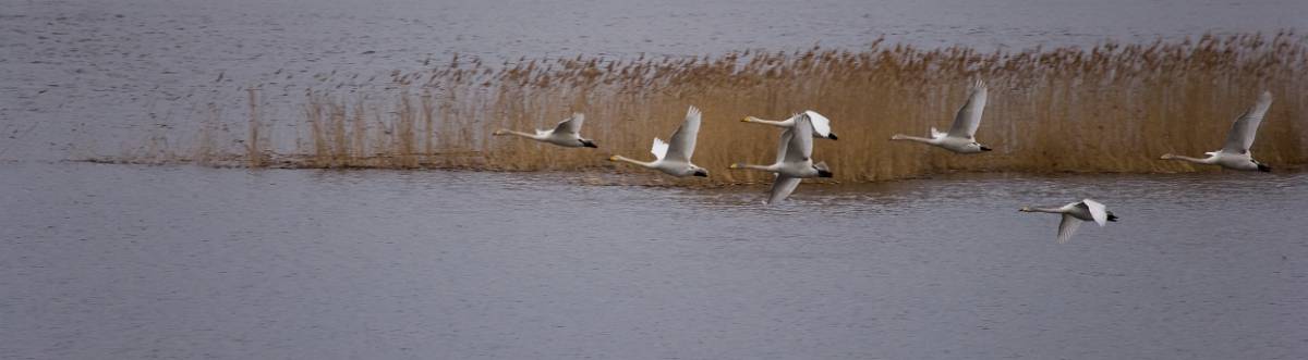 F7D0137_Crop.jpg - Flygande Sångsvan, Strömsholm 2008-03-02